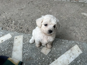 Cățeluși bichon maltez 