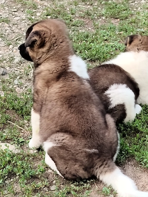 Pui femelă akita american  - imagine 4