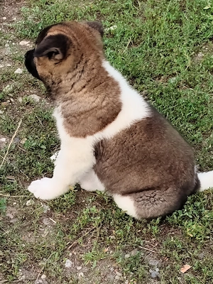 Pui femelă akita american  - imagine 2