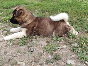 Pui femelă akita american  - imagine 5