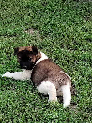 Pui femelă akita american  - imagine 3