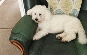 Bichon frise