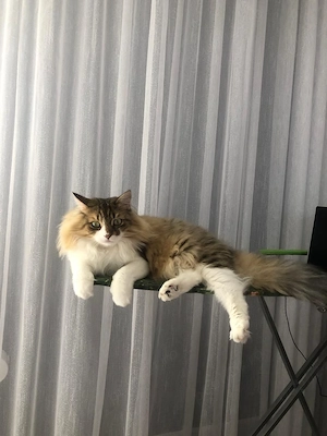 Motanel ragdoll  persan 2 luni - imagine 5