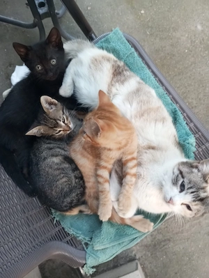 Motanei pentru adoptie - imagine 2