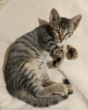 Motanei pentru adoptie - imagine 3