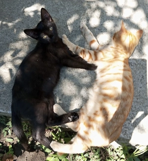 Motanei pentru adoptie - imagine 5