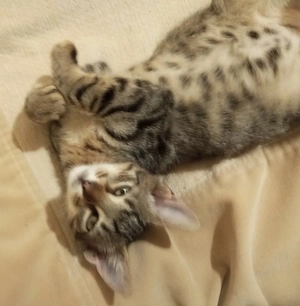Motanei pentru adoptie - imagine 4