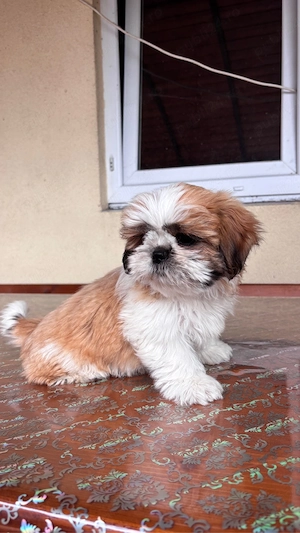 Căței shih-tzu