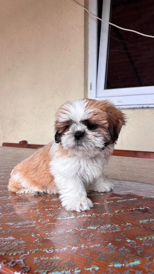 Căței shih-tzu