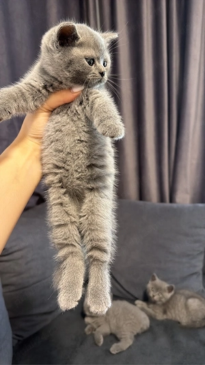 british shorthair blue 