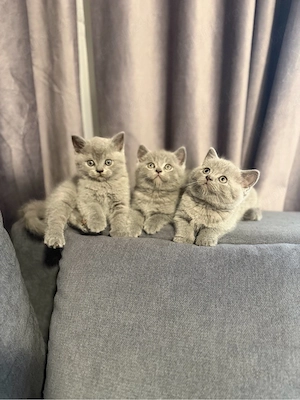 british shorthair blue  - imagine 2