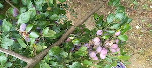Vând pălincă 100% naturală 