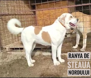 Asia Centrală