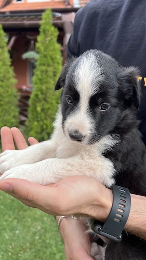 Border Collie baieti - imagine 4