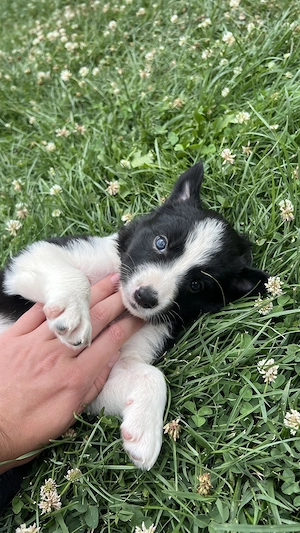 Border Collie baieti - imagine 2