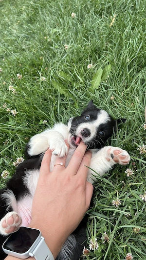 Border Collie baieti - imagine 3