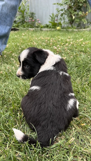 Border Collie baieti - imagine 5