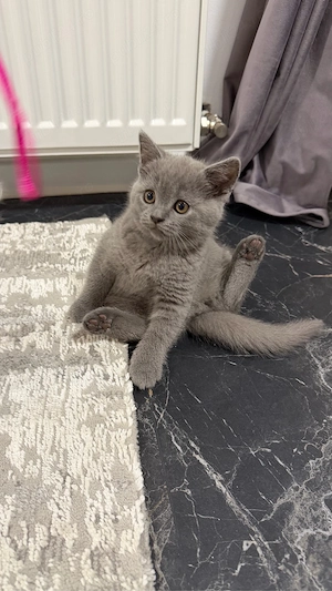 british shorthair blue  - imagine 3