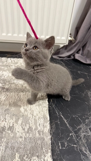 british shorthair blue  - imagine 2