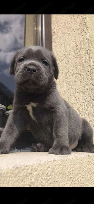 femela cane corso - imagine 2