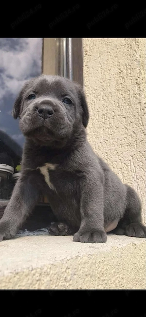 femela cane corso