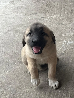 Vand catea kangal