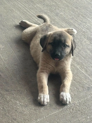 Vand catea kangal - imagine 2