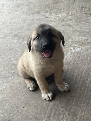 Vand catea kangal - imagine 3