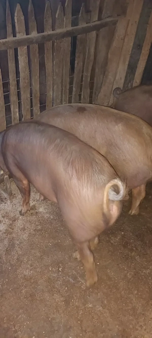 Porci duroc