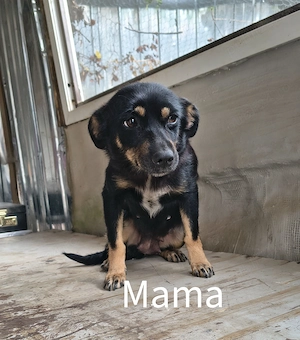 Spre adopție: 5 puiuți energici și iubitori (2 fetițe și 3 băieței) - imagine 3