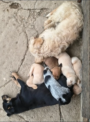 Spre adopție: 5 puiuți energici și iubitori (2 fetițe și 3 băieței) - imagine 5
