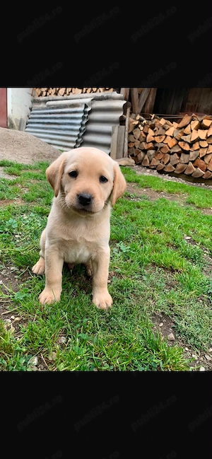 Pui labrador retriever, culoare AURIU  - imagine 3