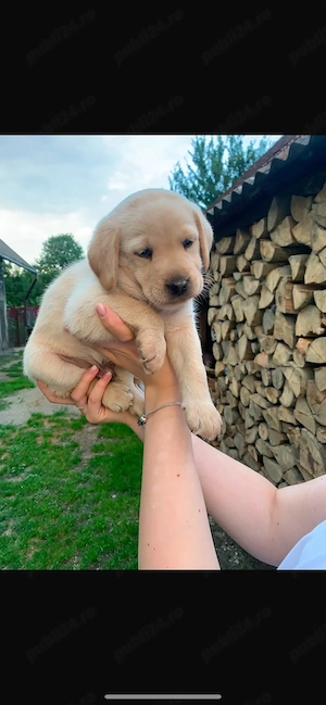 Pui labrador retriever, culoare AURIU 