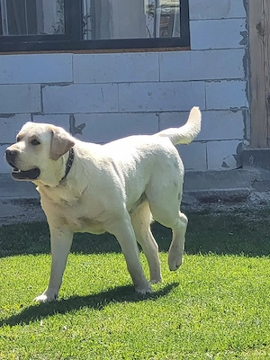 Pui labrador retriever, culoare AURIU  - imagine 5
