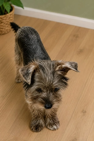 Yorkshire terrier Băiețel 