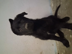 Adopție  pui ciobanesc german  - imagine 5