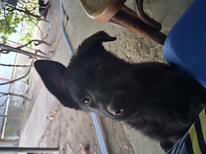 Adopție  pui ciobanesc german  - imagine 3