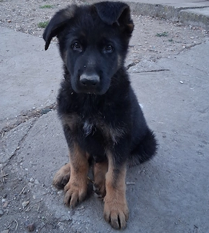 Adopție  pui ciobanesc german  - imagine 2