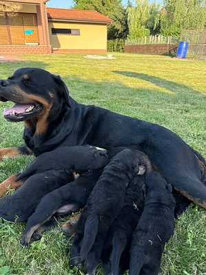 Pui Rottweiler   Disponibili - imagine 4