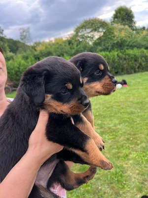 Pui Rottweiler   Disponibili - imagine 3