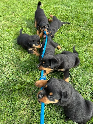 Pui Rottweiler   Disponibili - imagine 2