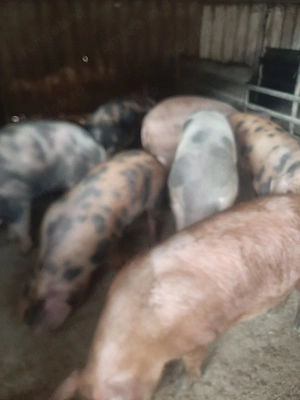 vând soldani si porci mari diferite mărimi. de casă  - imagine 5