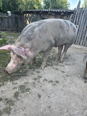 Vând porc pietran