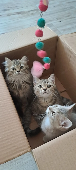 Pisica British shorthair si longhair  - imagine 5