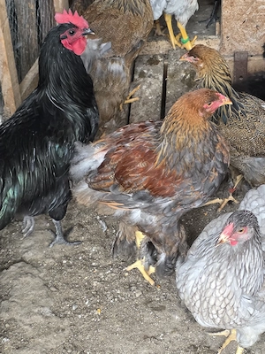 Pui de găină,barnevelder, cochinchina, brahma potarnichiu  - imagine 3