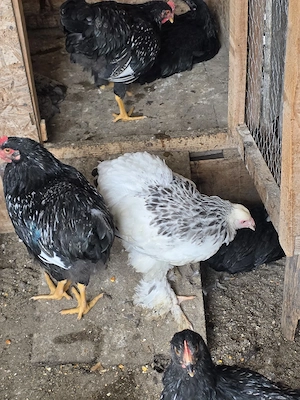 Pui de găină,barnevelder, cochinchina, brahma potarnichiu  - imagine 2