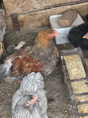Pui de găină,barnevelder, cochinchina, brahma potarnichiu  - imagine 4