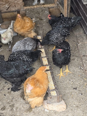 Pui de găină,barnevelder, cochinchina, brahma potarnichiu  - imagine 5