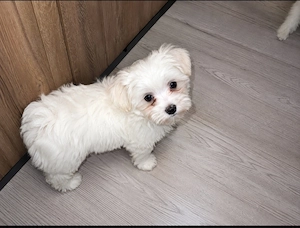 Bichon maltesse miny toy