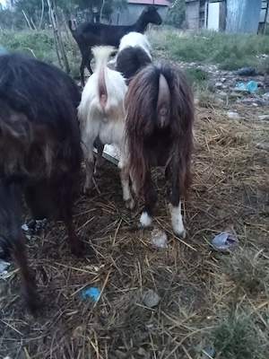vând trei capre cu lapte și un țap sau schimb cu cereale 